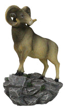 Wildlife Animal Taxidermy Bighorn Sheep Ram Standing On Rocky Steppes Figurine