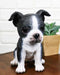 Realistic Miniature Boston Terrier Puppy Statue 6.25"Tall Animal Dog Collectible