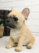 Realistic Adorable Fawn French Bulldog Puppy 6"H Cute Frenchie Dog Figurine