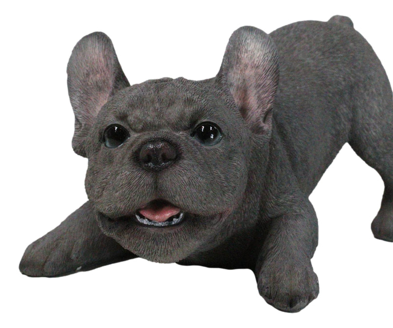 Realistic Adorable Grey French Bulldog Puppy Dog Crouching Frenchie Figurine