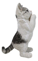 Realistic Begging Feline Shorthair Calico Cat Kitten Figurine With Glass Eyes