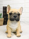 Realistic Adorable Fawn French Bulldog Puppy 6"H Cute Frenchie Dog Figurine