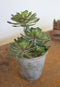 Pack Of 2 Lifelike Artificial Zwartkop Succulent Blooms Botanicas In Earth Pots