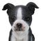 Realistic Miniature Boston Terrier Puppy Statue 6.25"Tall Animal Dog Collectible