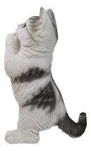 Realistic Begging Feline Shorthair Calico Cat Kitten Figurine With Glass Eyes