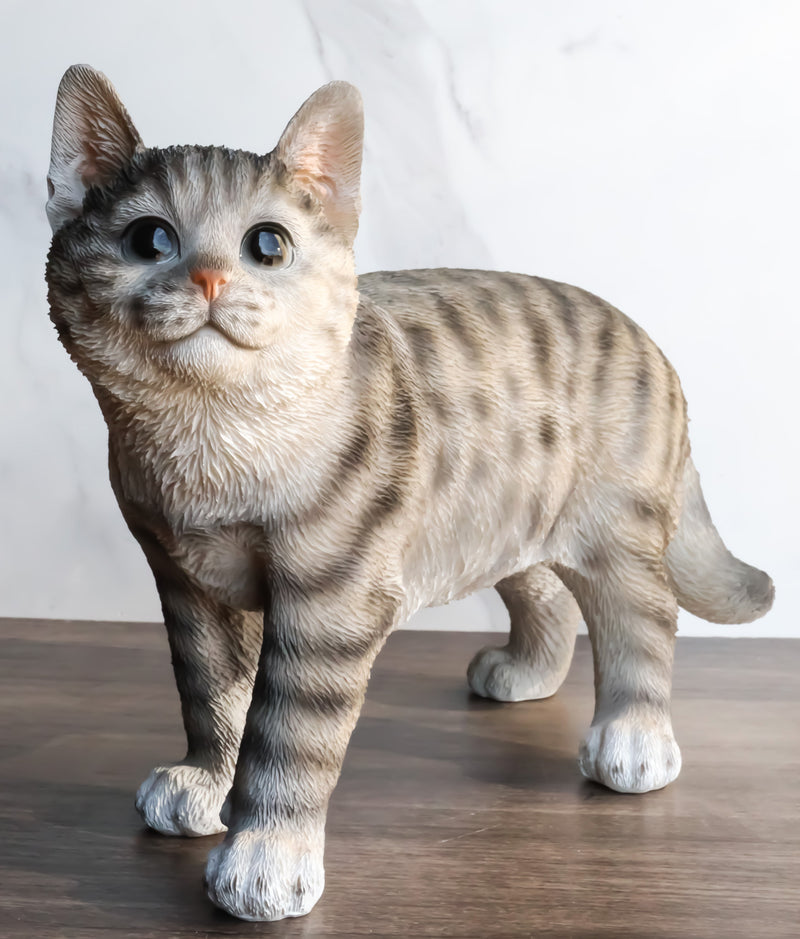 Resting Feline Gray Tabby Cat Kitten Figurine With Realistic Glass Eyes  Decor 