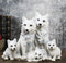 Winter Snow White Wolf Mother And Father Sitting With 3 Cubs Family Figurine