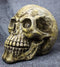 Ebros Giant Oversized Evil Sinister Skull Statue 17"L Halloween Ossuary Macabre Decor