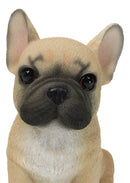 Realistic Adorable Fawn French Bulldog Puppy 6"H Cute Frenchie Dog Figurine