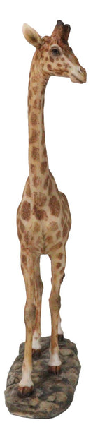 Nature Wildlife Realistic Safari Savannah Masai Giraffe Standing Figurine