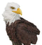 American Bald Eagle On Snowy Tree Branch Rock Cliff Salt Pepper Shakers Holder