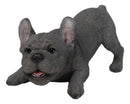 Realistic Adorable Grey French Bulldog Puppy Dog Crouching Frenchie Figurine