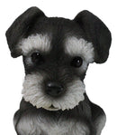 Adorable Black and Silver Miniature Schnauzer Puppy Dog Home Decor Figurine