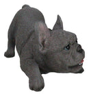 Realistic Adorable Grey French Bulldog Puppy Dog Crouching Frenchie Figurine