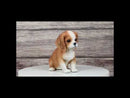 Adorable Tricolor Cavalier King Charles Spaniel Puppy Dog Breed Figurine 6"L