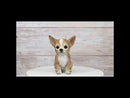 Lifelike Adorable Deer Head Chihuahua Dog Puppy Sitting Home Decor Figurine