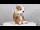 American Pedigree Dogs Lifelike Bulldog Puppy Dog Laid Back Sitting Figurine