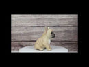 Realistic Adorable Fawn French Bulldog Puppy 6"H Cute Frenchie Dog Figurine