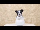 Black White Tuxedo Boston Terrier Puppy Dog Figurine With Glass Eyes Pup In Pot