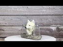 White Wolf Head By Woodlands Forest Glass Salt & Pepper Shakers Holder Figurine