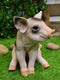 Large Adorable Realistic Animal Farm Babe Spotted Pig Piglet Statue 9"H Decor