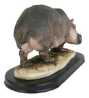 African River Common Hippopotamus Statue On Black Gallery Base 11"L Hippo Decor