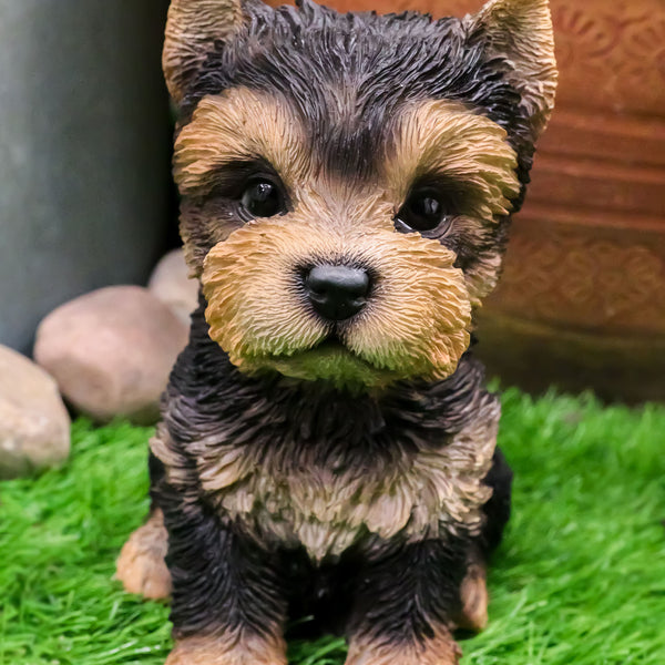 Mini toy yorkshire terrier best sale