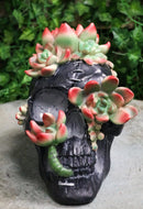 Day of The Dead Flora And Fauna Black Skull With Budding Succulents Figurine