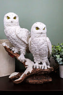 Ebros Mystical Two White Snowy Owl Couple Perching On Tree Branch Statue 12.25"Tall