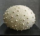 13"D Beach Ocean White Sea Urchin Shell Light Up Frosted Glass Natural Sandstone