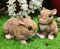 Set Of 2 Whimsical Cute Baby Bunny Rabbits Pet Pal Fairy Garden Figurines