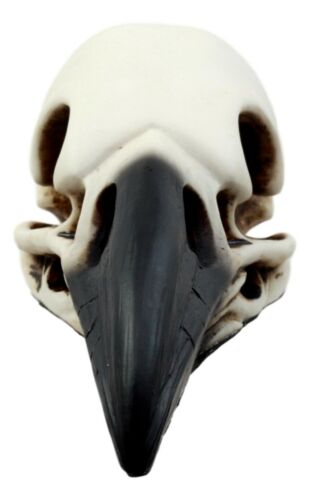 Edgar Poe Gothic Raven Skull Statue 7"Long Crow Scavenger Bird Ossuary Figurine