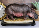 African River Common Hippopotamus Statue On Black Gallery Base 11"L Hippo Decor