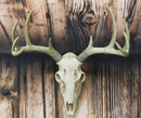 Ebros Rustic Hunter Rack Deer Skull Antler Wall Plaque Decor 10 Point Buck Figurine