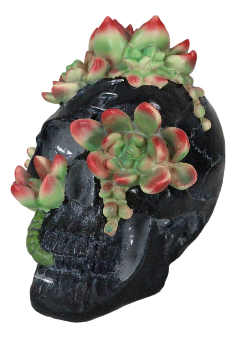 Day of The Dead Flora And Fauna Black Skull With Budding Succulents Figurine