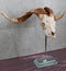 Rustic Western Valais Blackneck Billy Goat Skull Plaque Glass Base Pole Stand