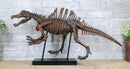 Jurassic Spinosaurus Dinosaur Fossil Skeleton Statue On Museum Mount 28.25"Long