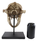 Ebros Faux Taxidermy Black Bear Skull Baring Teeth Statue On Pole Mount Display