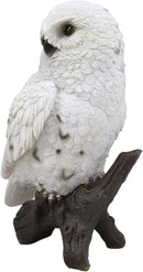 Ebros Snowy Tundra White Owl Perching On Tree Branch Statue 6.5"Tall Figurine