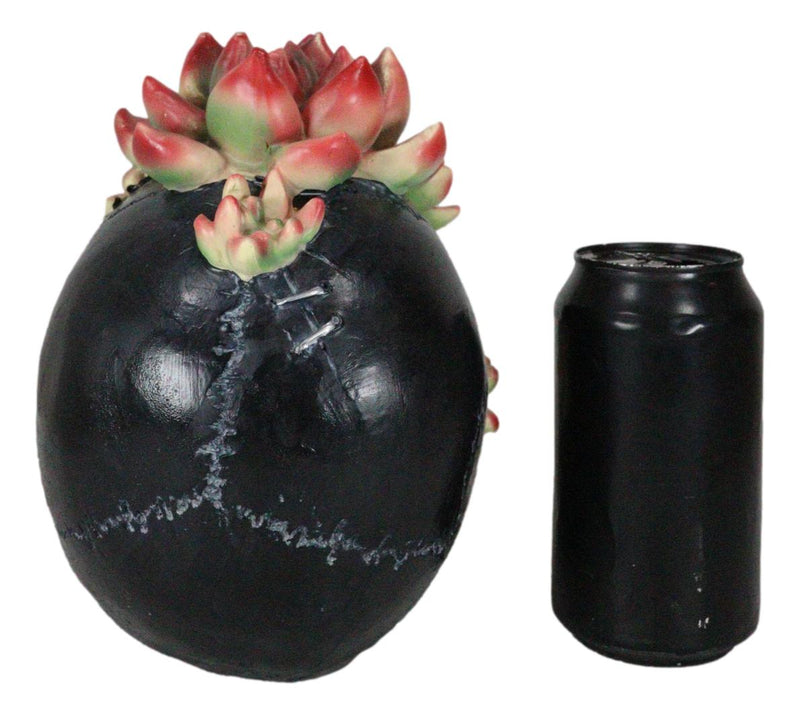 Day of The Dead Flora And Fauna Black Skull With Budding Succulents Figurine