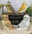 Colorful Nocturnal Owls Of The World Miniature Figurine Set of 4 Owl Theme Decor