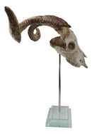 Rustic Western Valais Blackneck Billy Goat Skull Plaque Glass Base Pole Stand