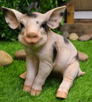 Large Adorable Realistic Animal Farm Babe Spotted Pig Piglet Statue 9"H Decor