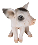 Large Adorable Realistic Animal Farm Babe Spotted Pig Piglet Statue 9"H Decor