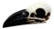 Edgar Poe Gothic Raven Skull Statue 7"Long Crow Scavenger Bird Ossuary Figurine