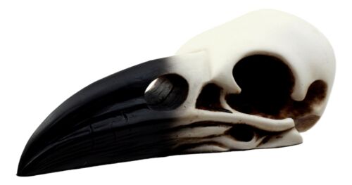 Edgar Poe Gothic Raven Skull Statue 7"Long Crow Scavenger Bird Ossuary Figurine