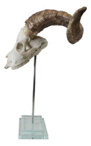 Rustic Western Valais Blackneck Billy Goat Skull Plaque Glass Base Pole Stand