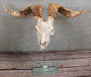 Rustic Western Valais Blackneck Billy Goat Skull Plaque Glass Base Pole Stand