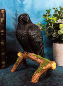 Ebros Gift Gothic Raven Crow Perching On Tree Branch Scavenger Bird Figurine 5.75" High