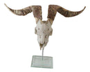 Rustic Western Valais Blackneck Billy Goat Skull Plaque Glass Base Pole Stand